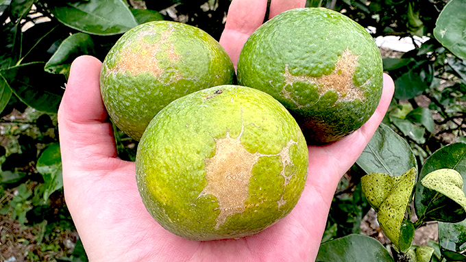 NG珍珠砂糖橘 中小果