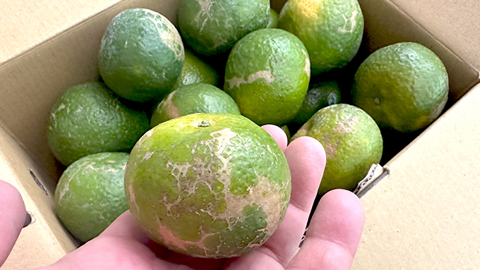 暖冬導致珍珠砂糖橘 果皮偏綠