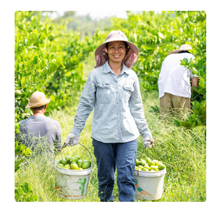 香水檸檬農夫, 水果農夫, 水果, fruit farmer, lemon farmer