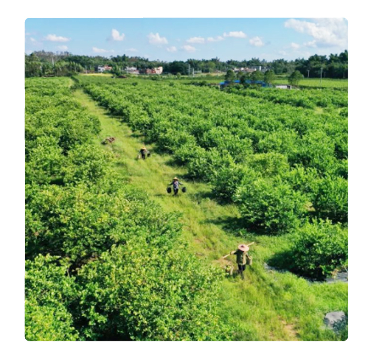 香水檸檬果園, 水果農場, fruit , lemon, farm