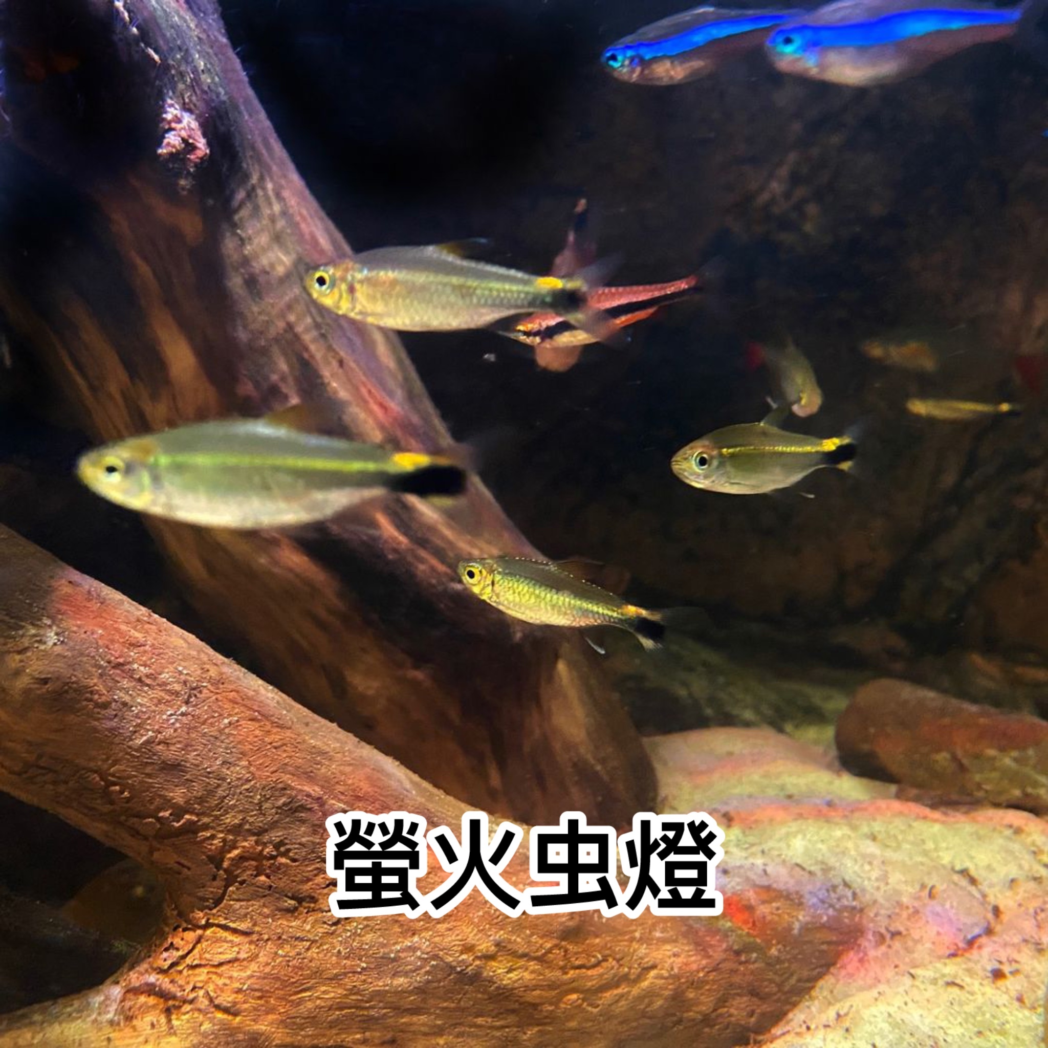 螢火虫燈｜Hemigrammus hyanuary