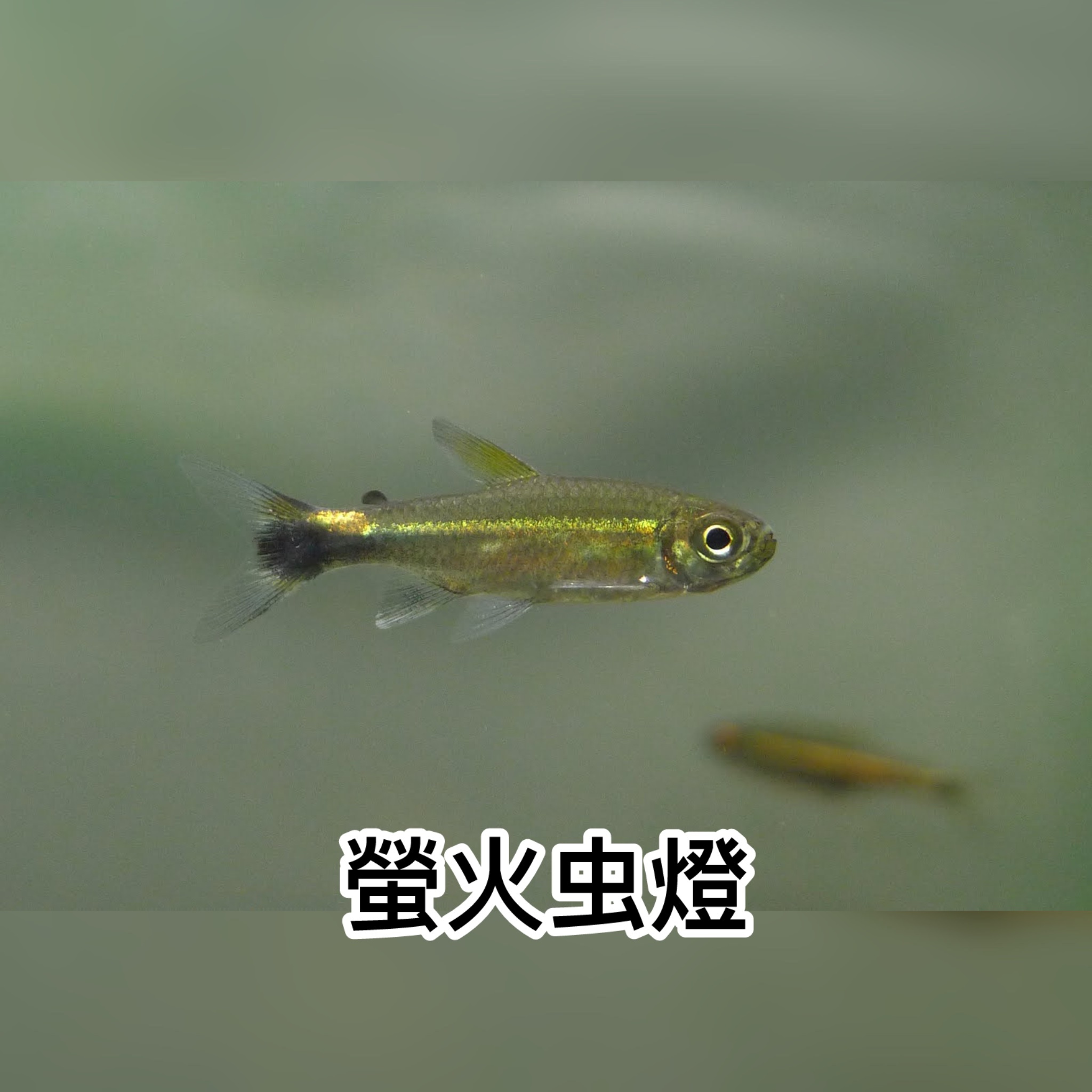 螢火虫燈｜Hemigrammus hyanuary