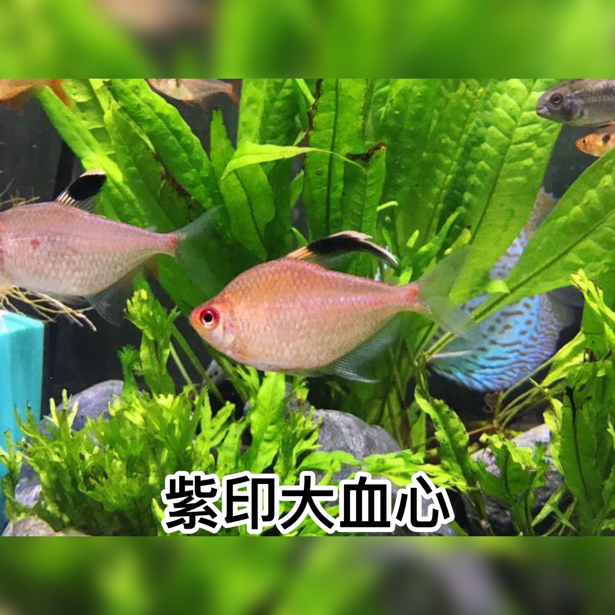 紫印大血心｜Bleeding heart tetra