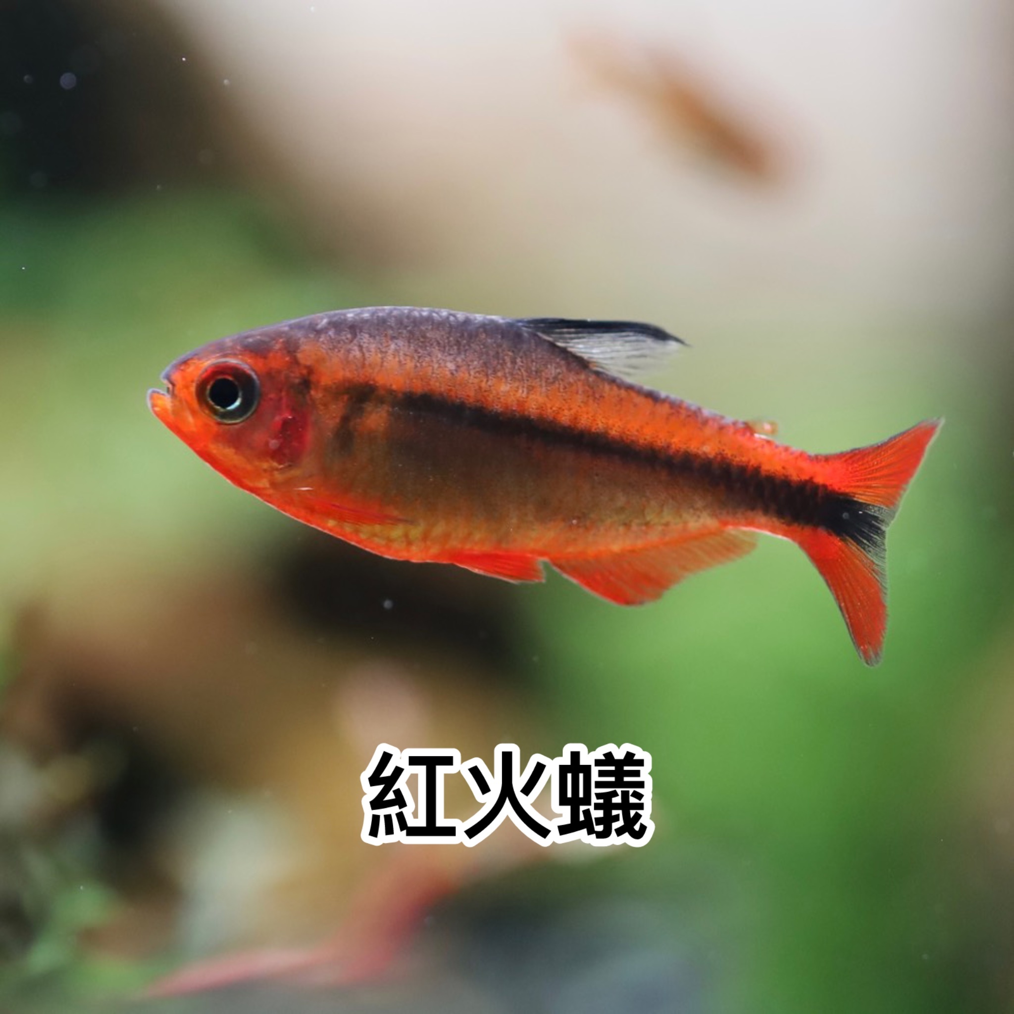 紅火蟻｜Poecilia reticulata