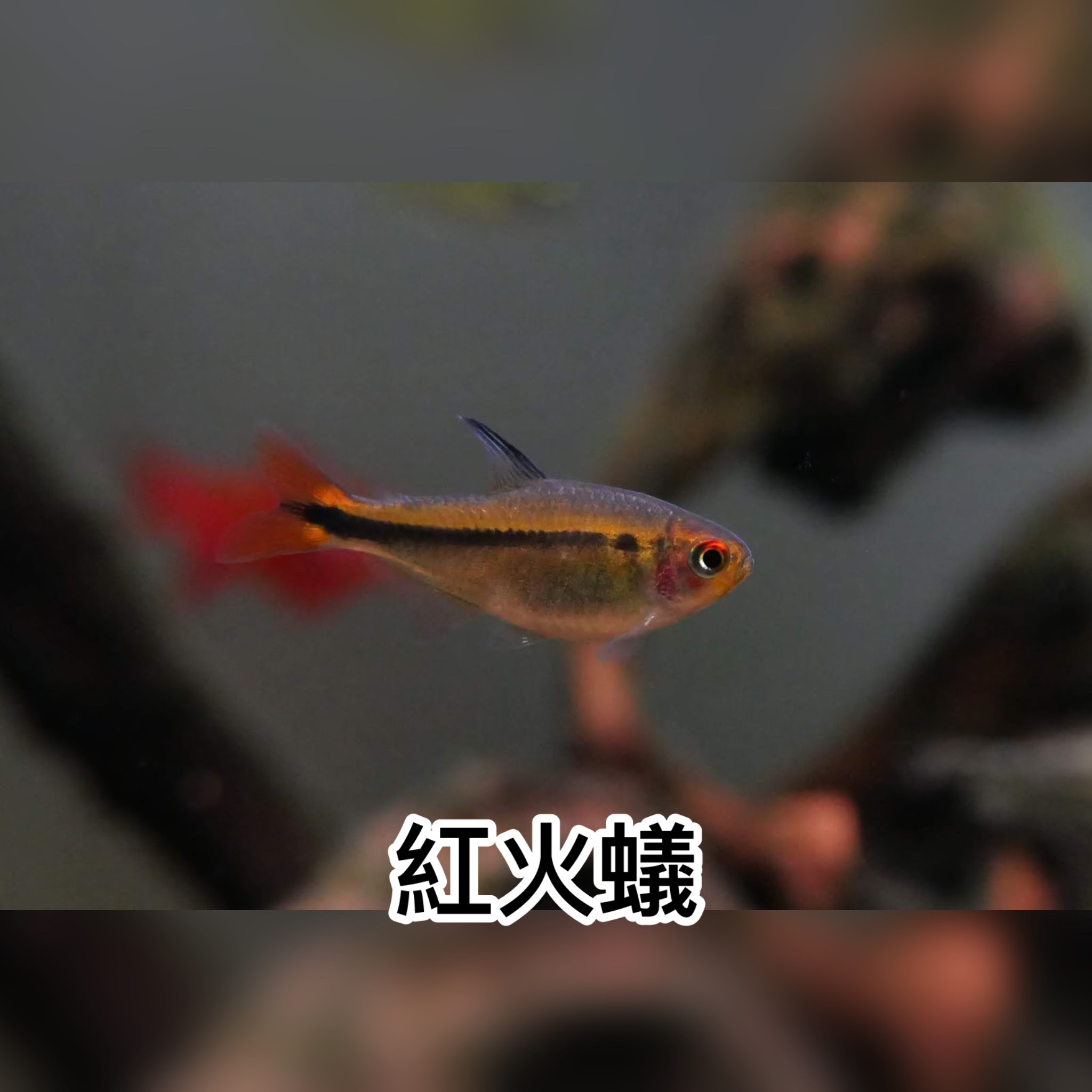 紅火蟻｜Poecilia reticulata