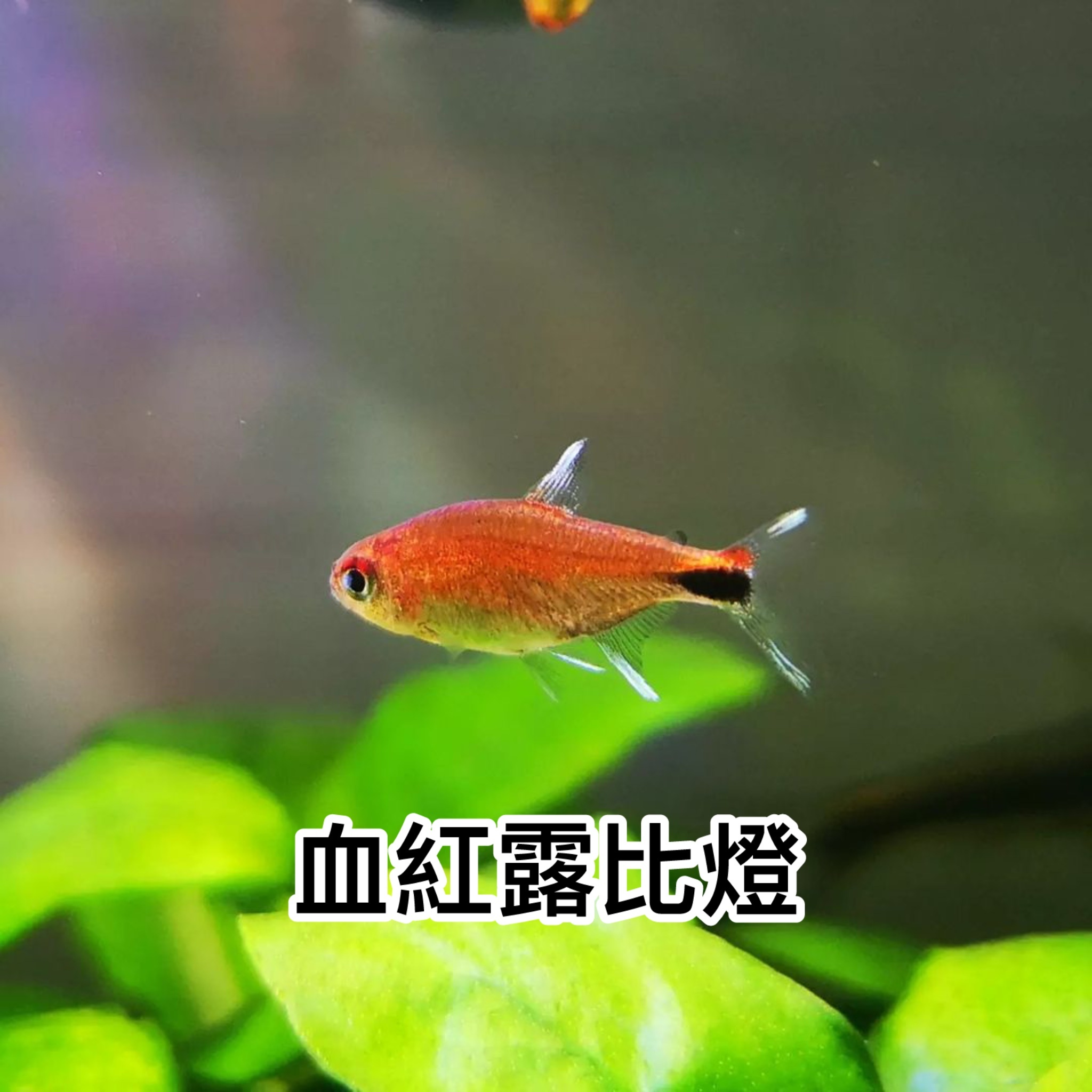 血紅露比燈｜Ruby tetra