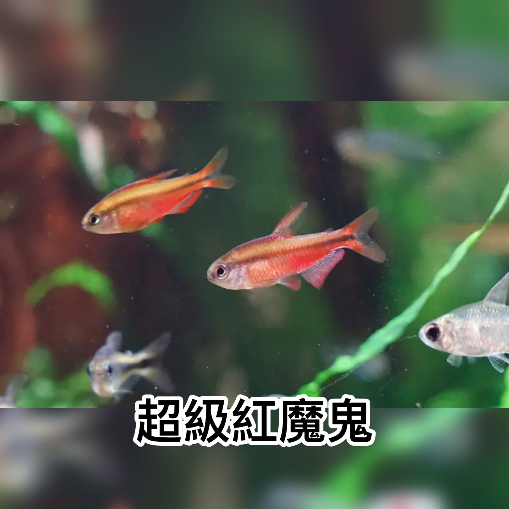 超級紅魔鬼｜red devil super