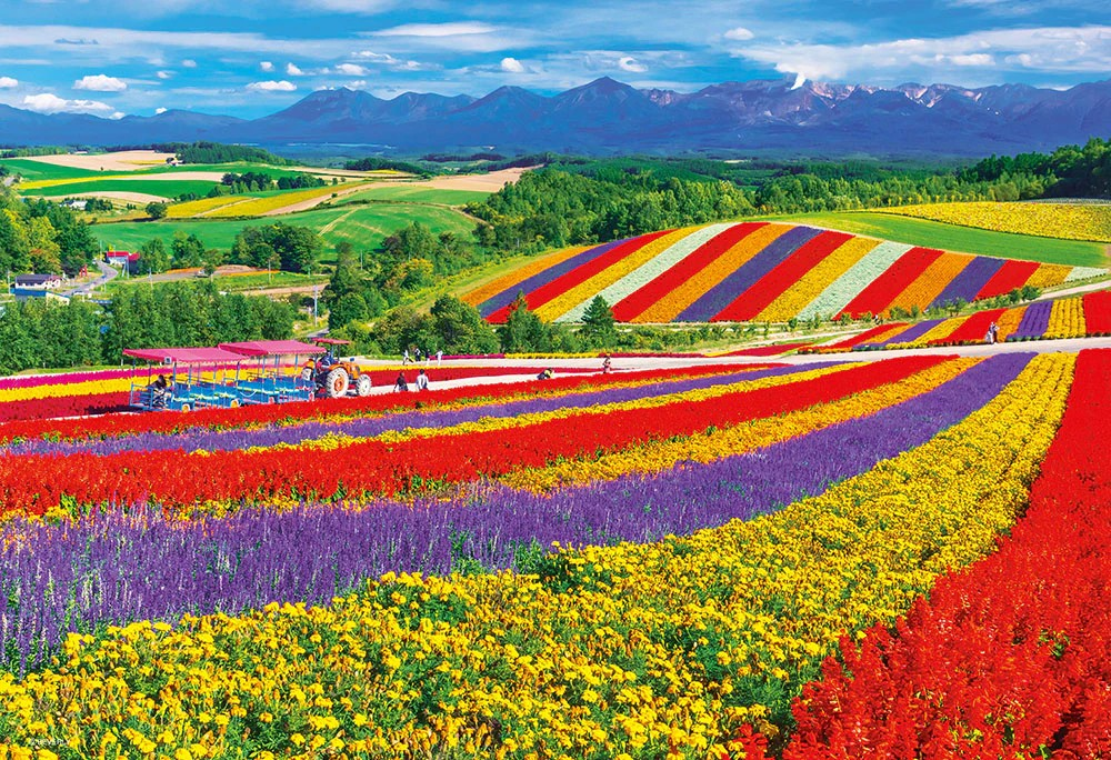 美瑛盛開的山丘（北海道）(世界最小)