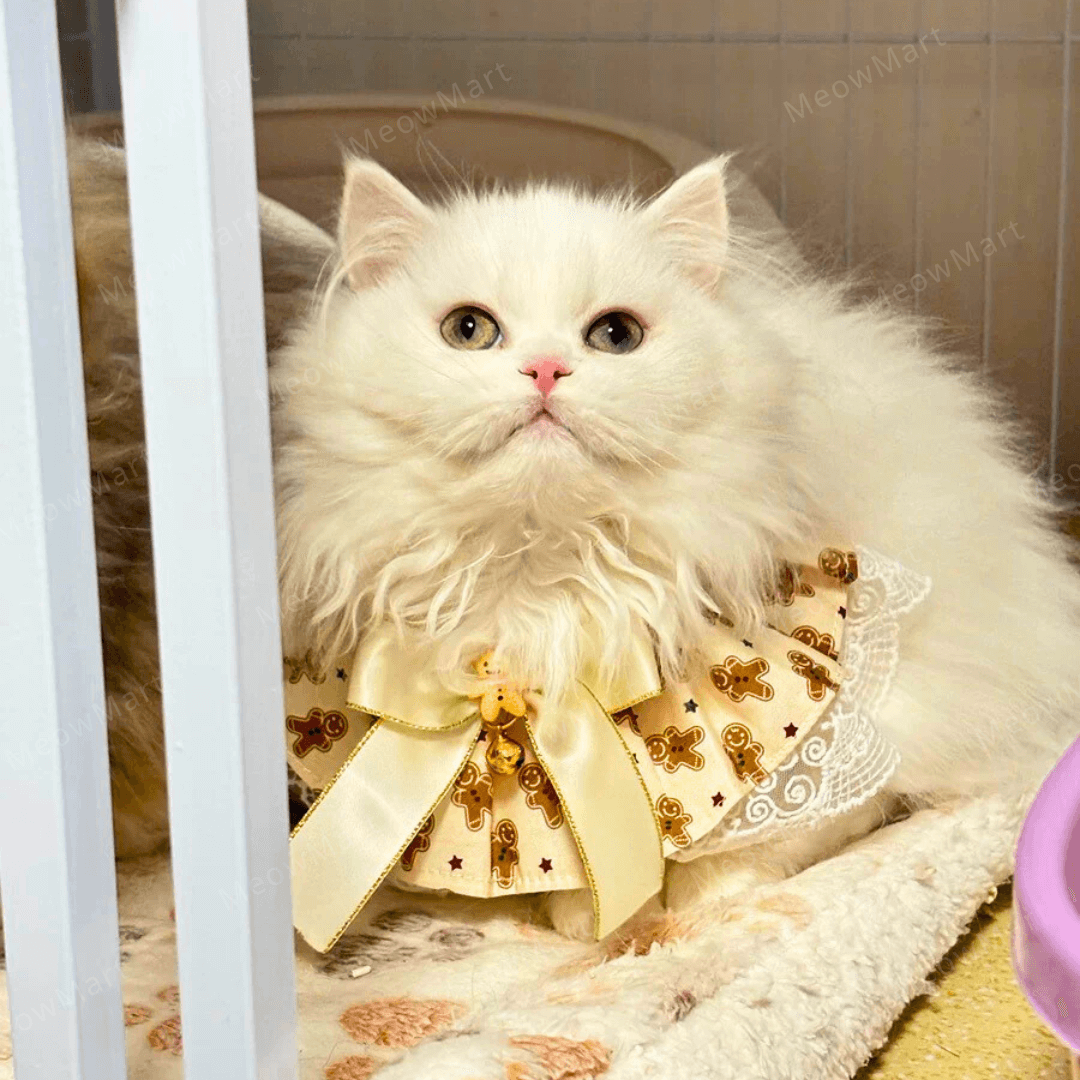 聖誕高貴蕾絲頸圈 (貓狗適用)