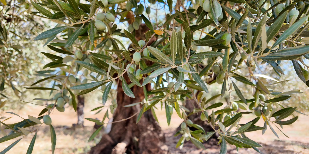 怎麼分辨橄欖油品質的好壞
