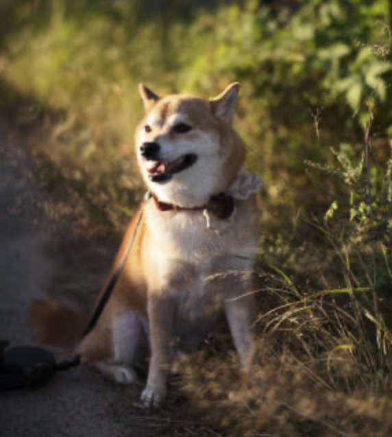 Hikoinu -  松果葉