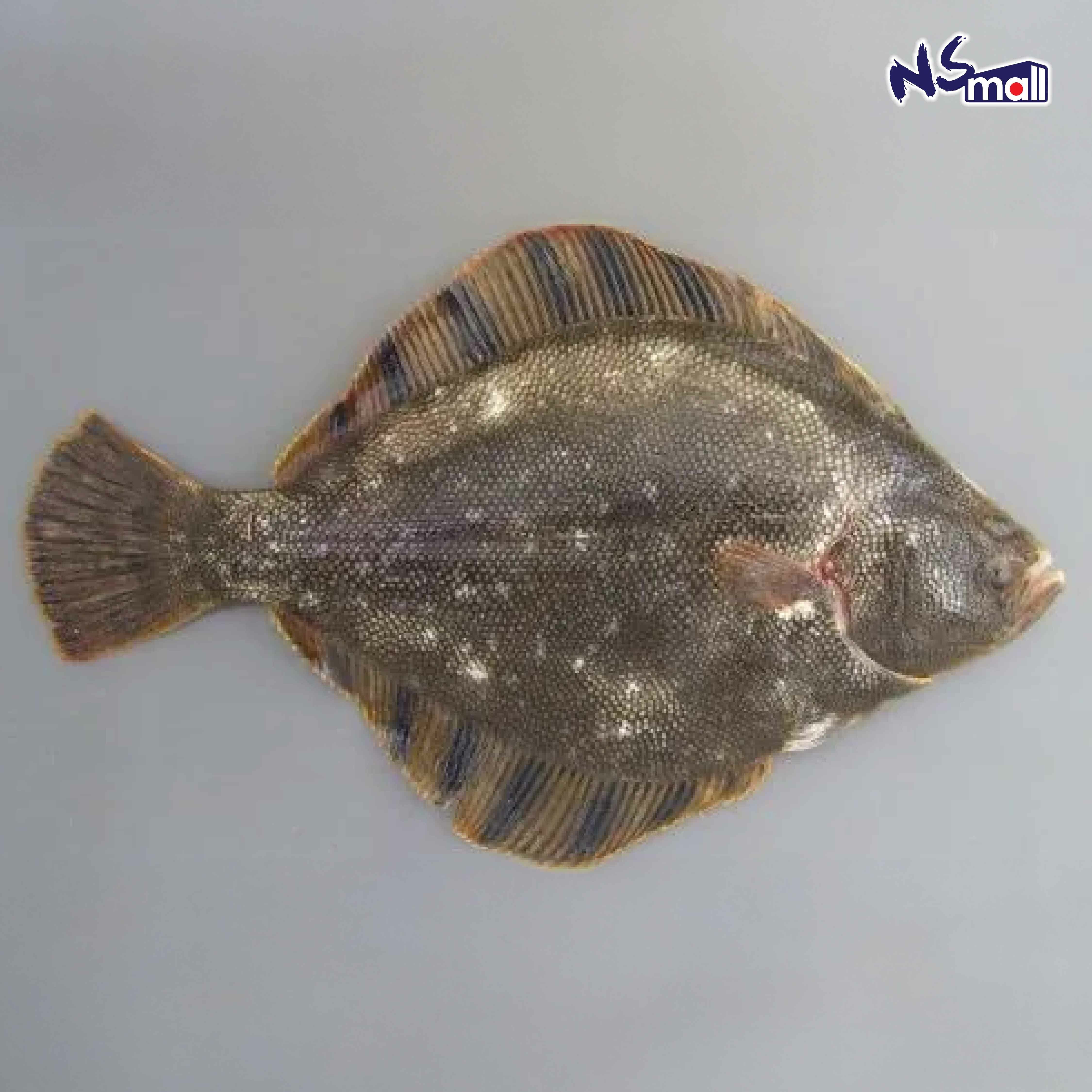 松川鰈 約1-1.3kg/條