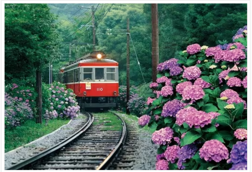 充滿繡球花香味的箱根登山電車