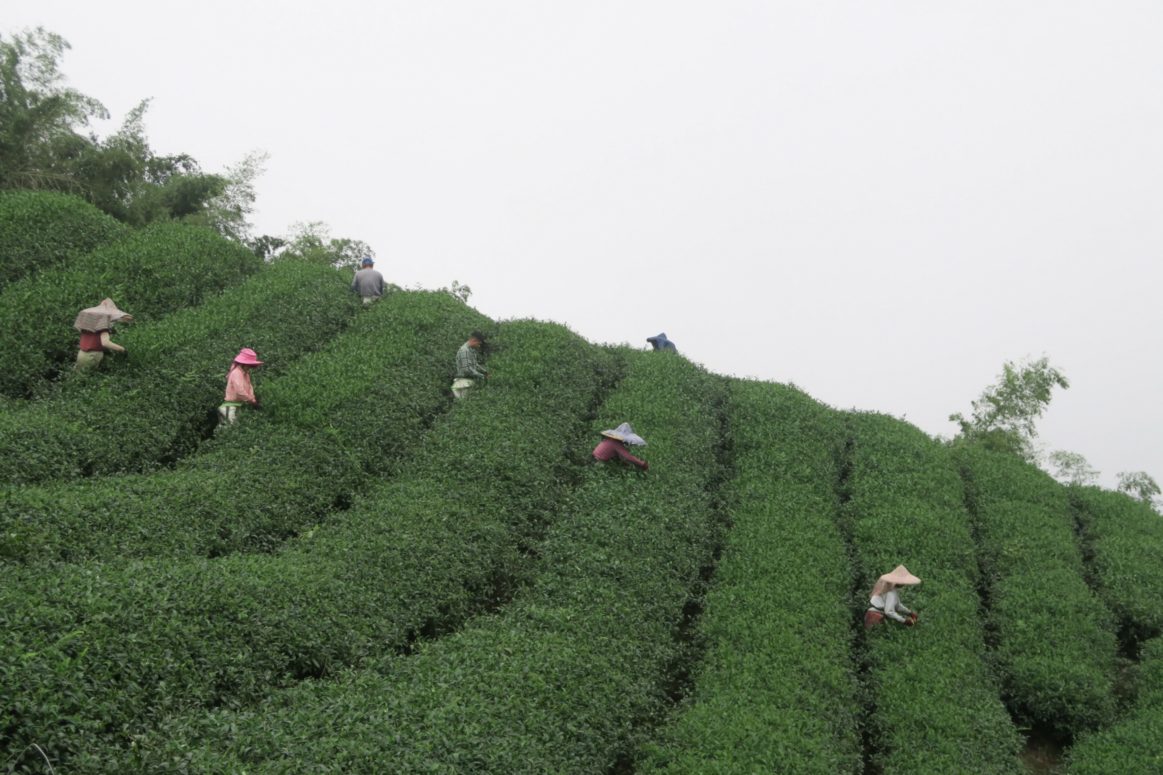 啟程台灣茶之旅