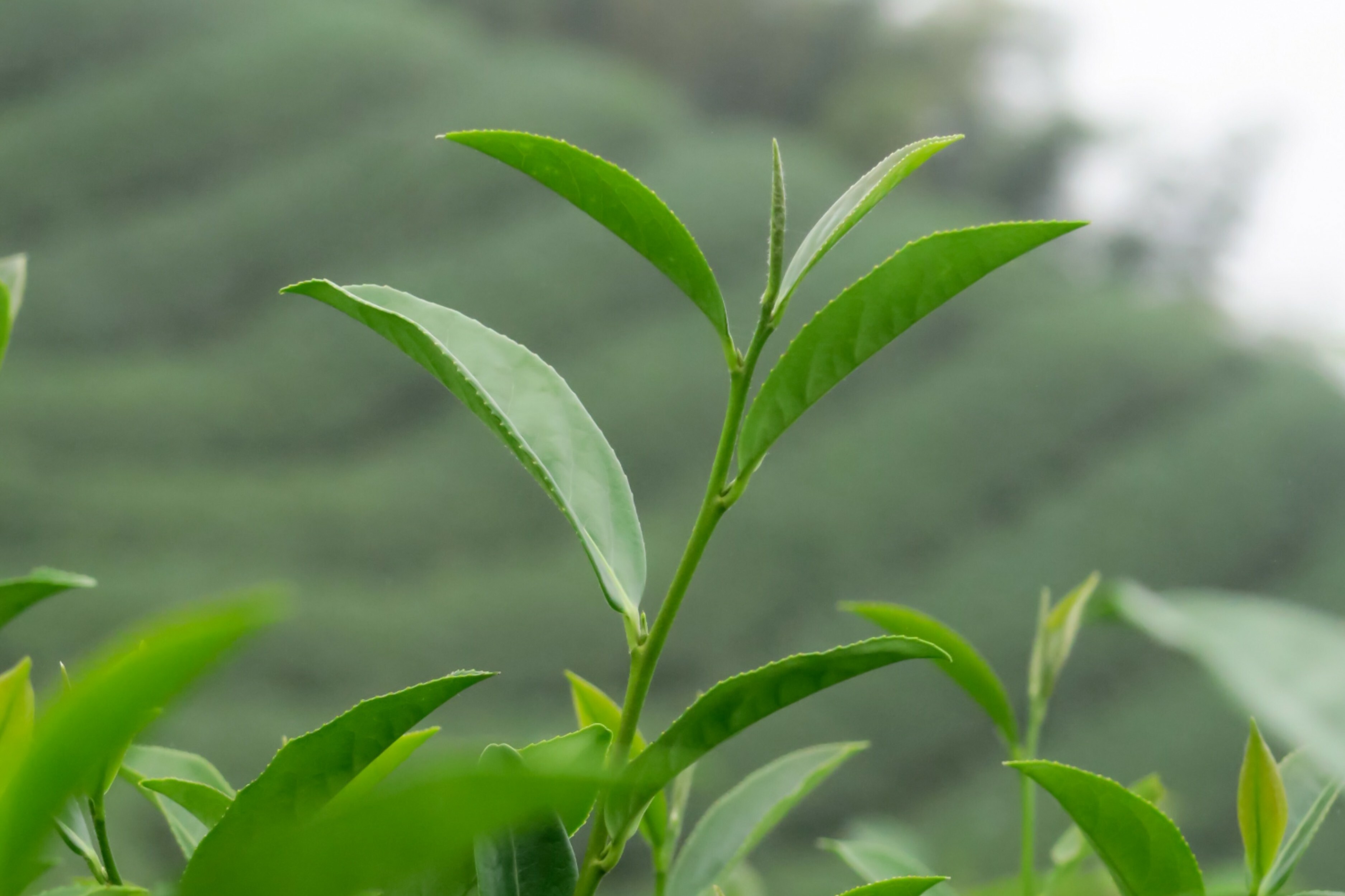 台灣茶葉的獨特魅力