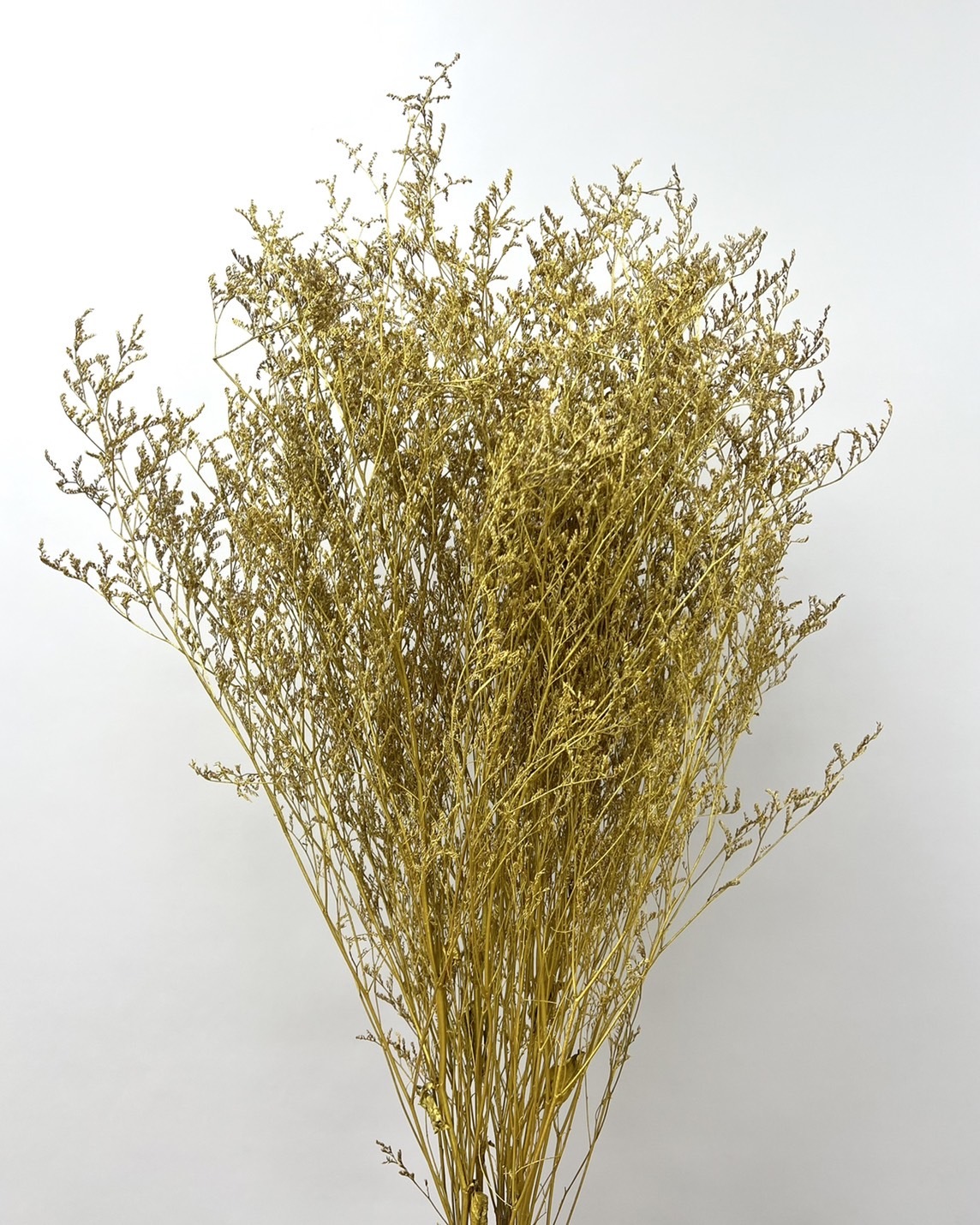 染金乾燥卡斯比亞