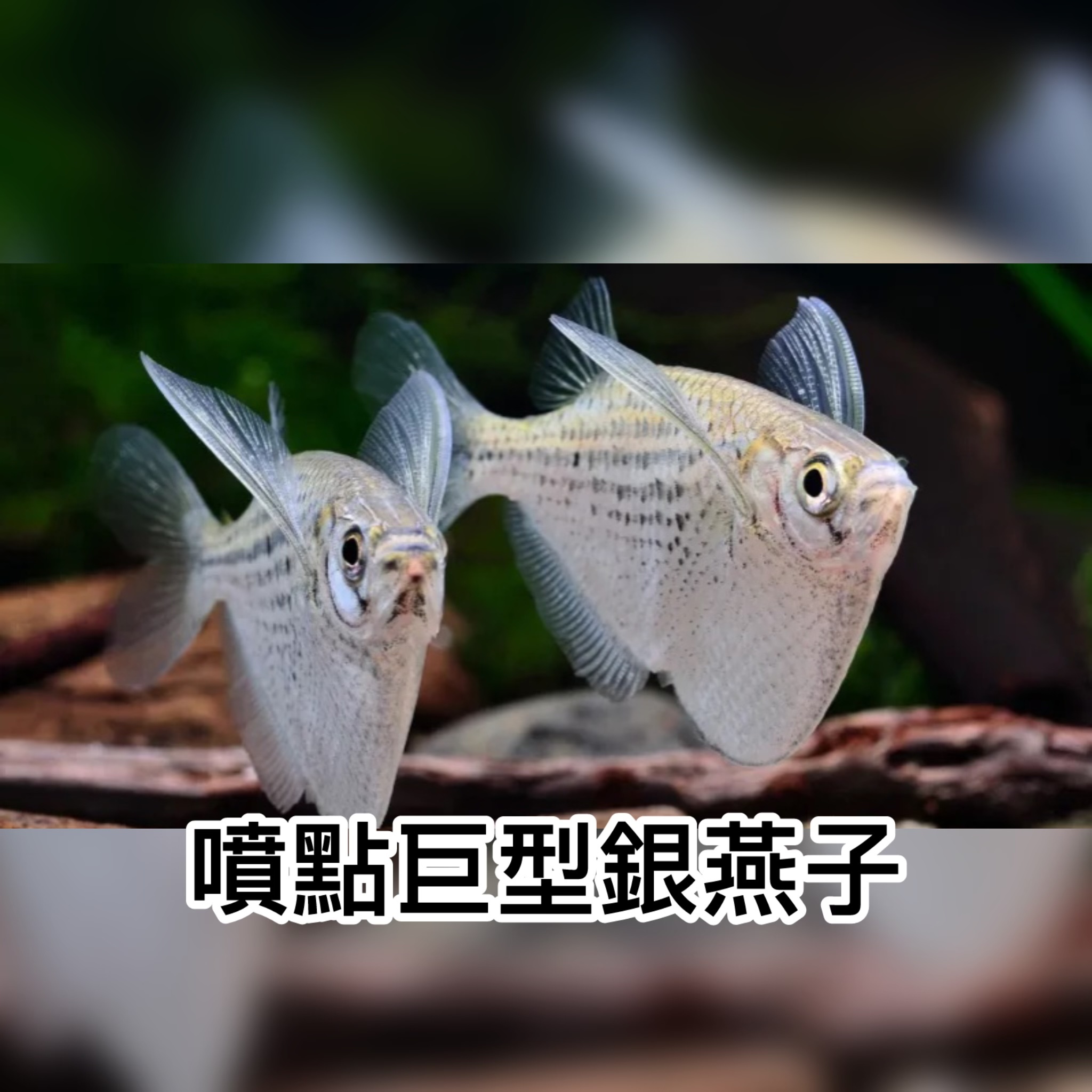 噴點巨型銀燕子｜Spotted hatchetfish