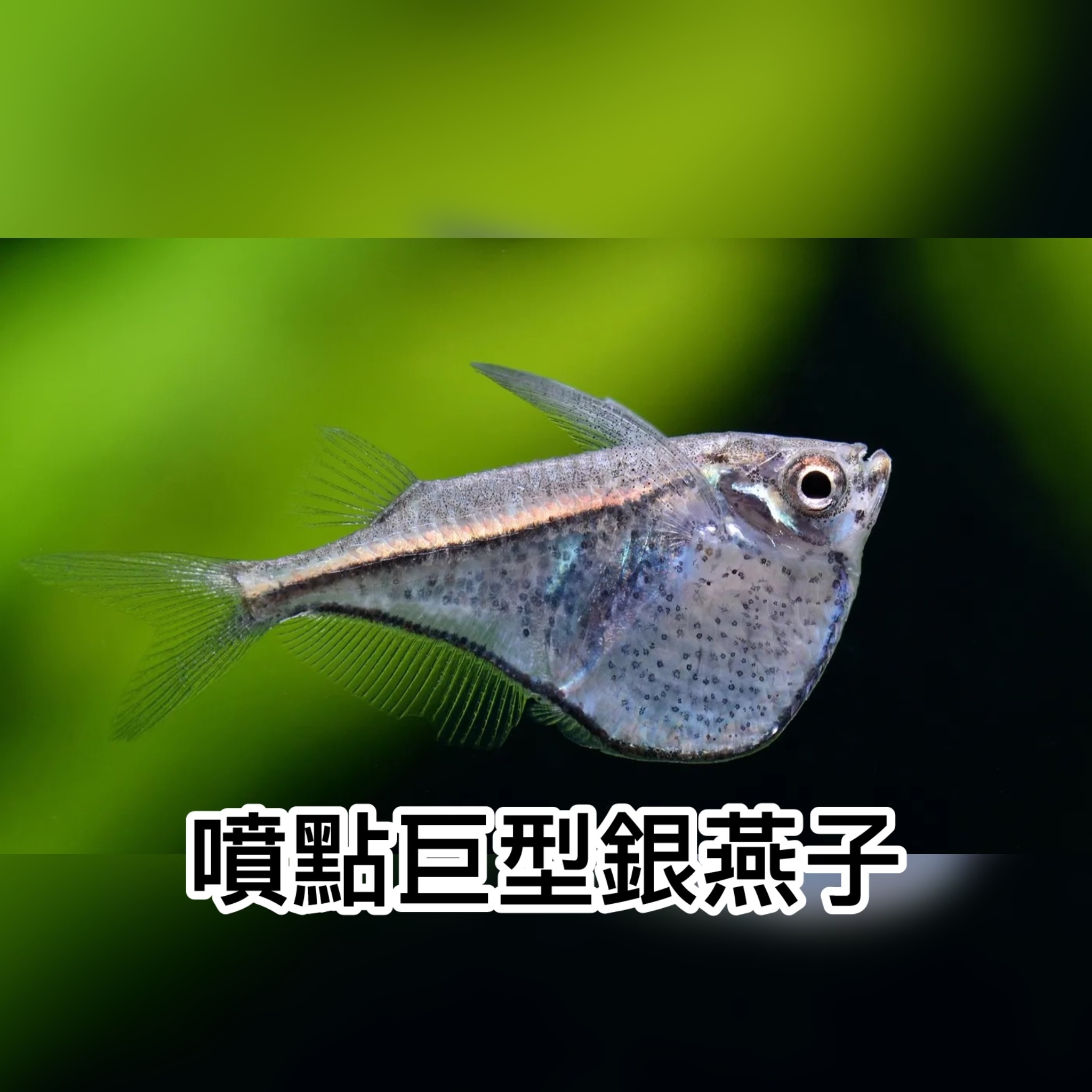 噴點巨型銀燕子｜Spotted hatchetfish