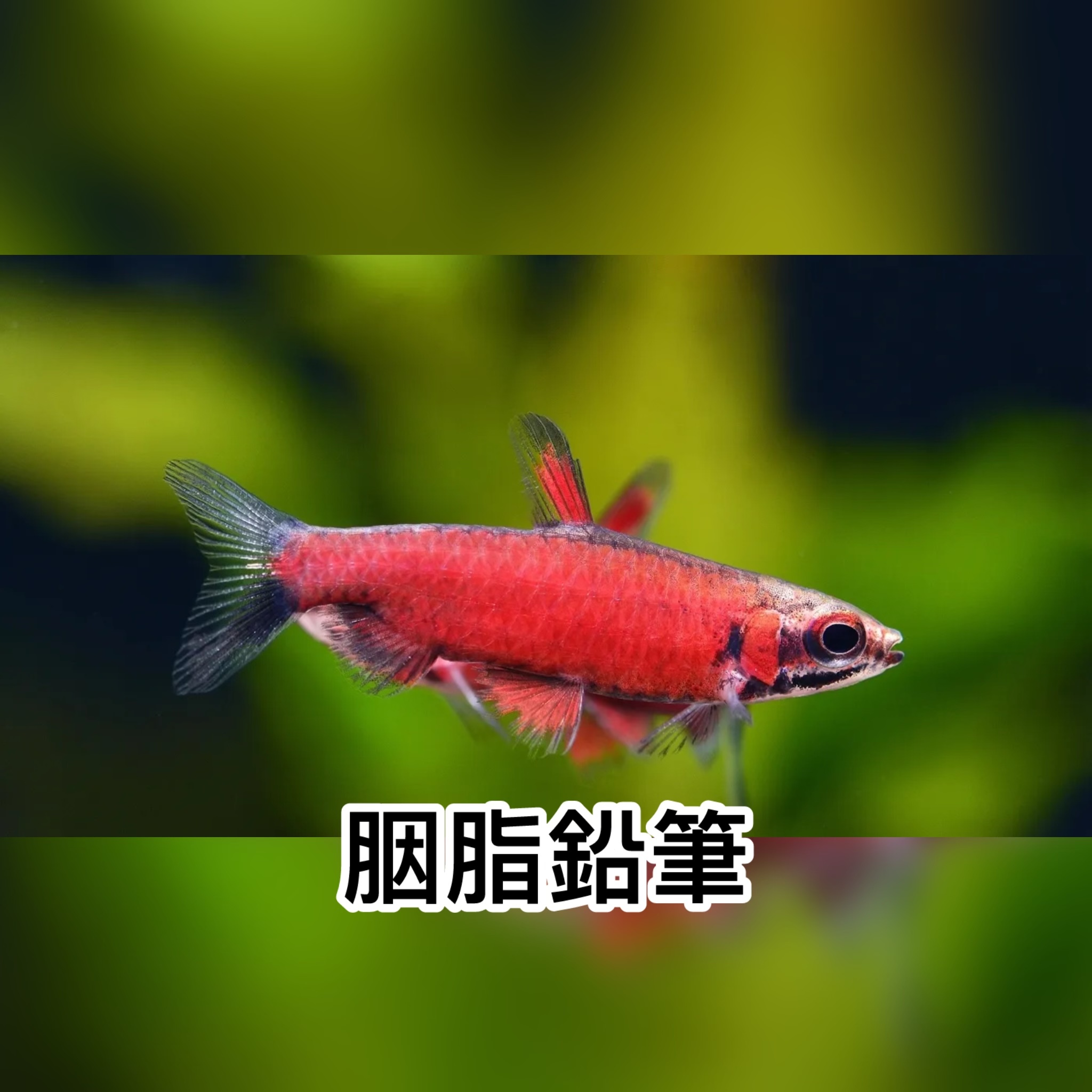 胭脂鉛筆｜Albertini Super Red