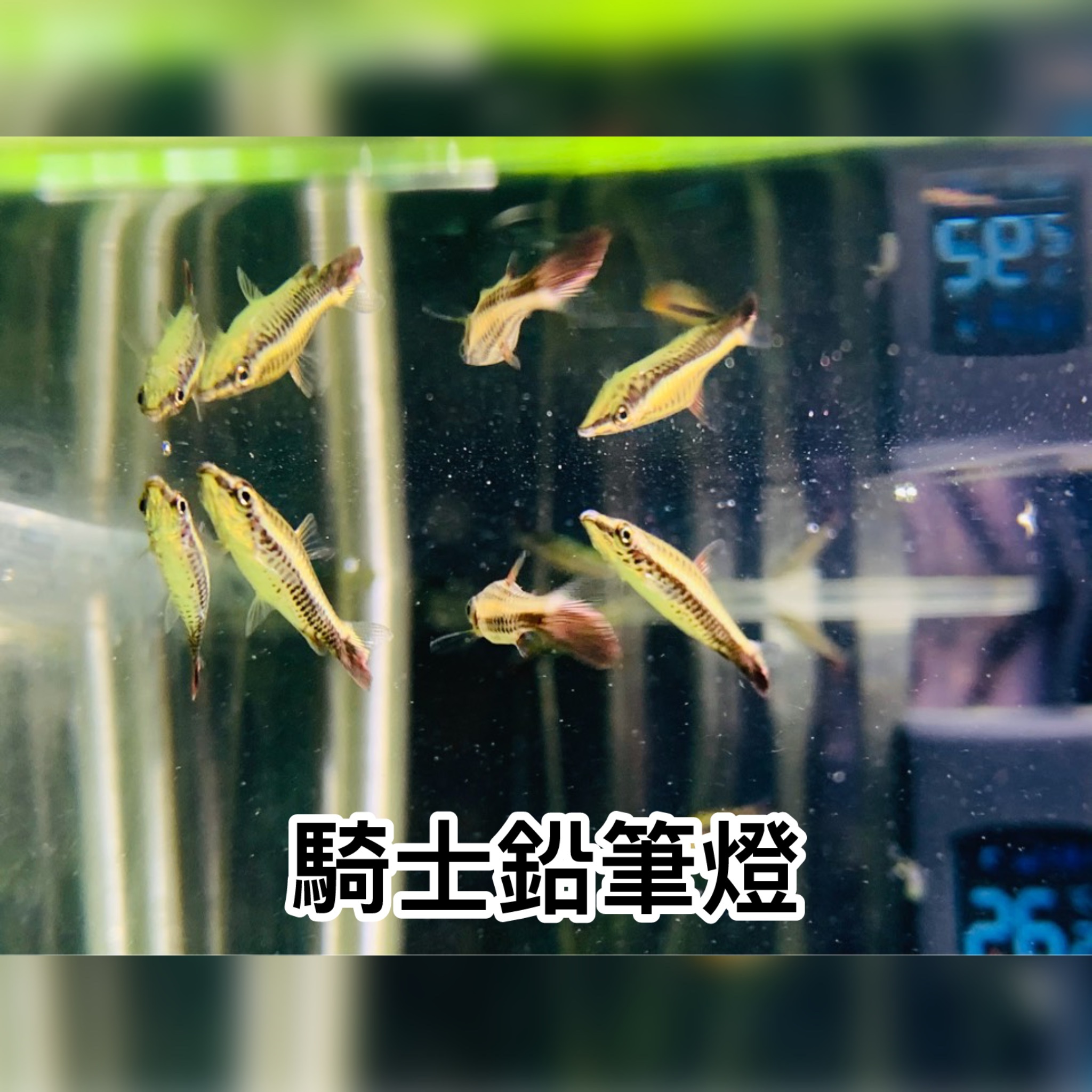 騎士鉛筆燈｜Hockystick Pencilfish