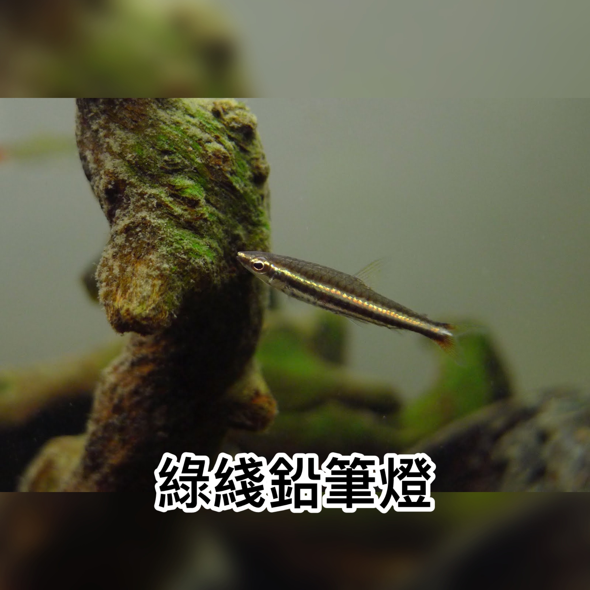 綠綫鉛筆燈｜Greenstripe pencilfish