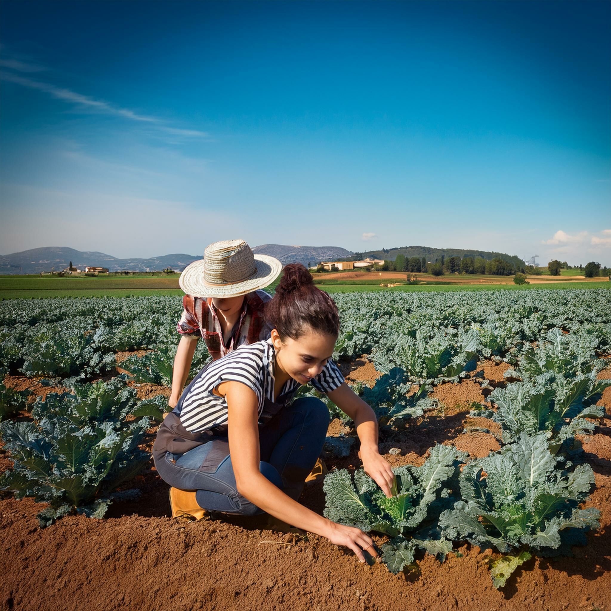 羽衣甘藍5大營養素