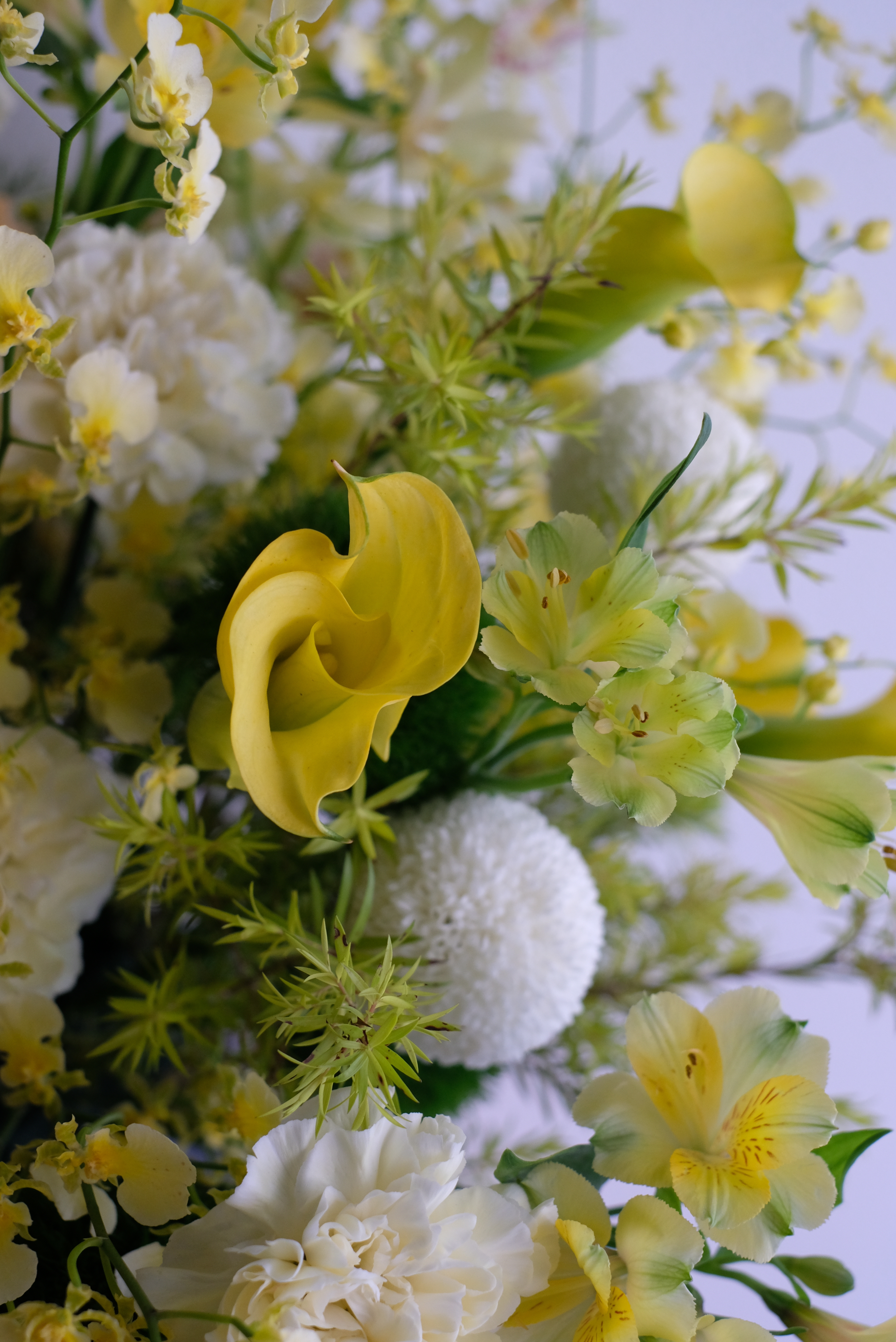 璀璨美好｜祝賀盆花