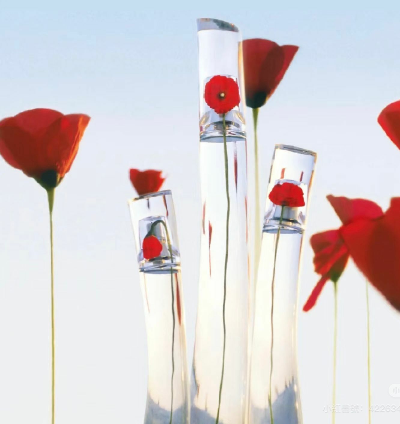 【直播】Kenzo LL103199 女士淡香水(簡易包裝)