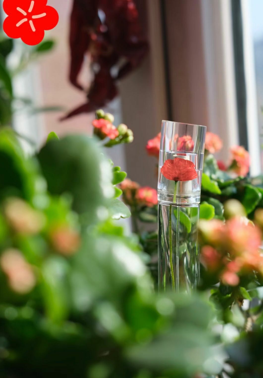 【直播】Kenzo LL103199 女士淡香水(簡易包裝)