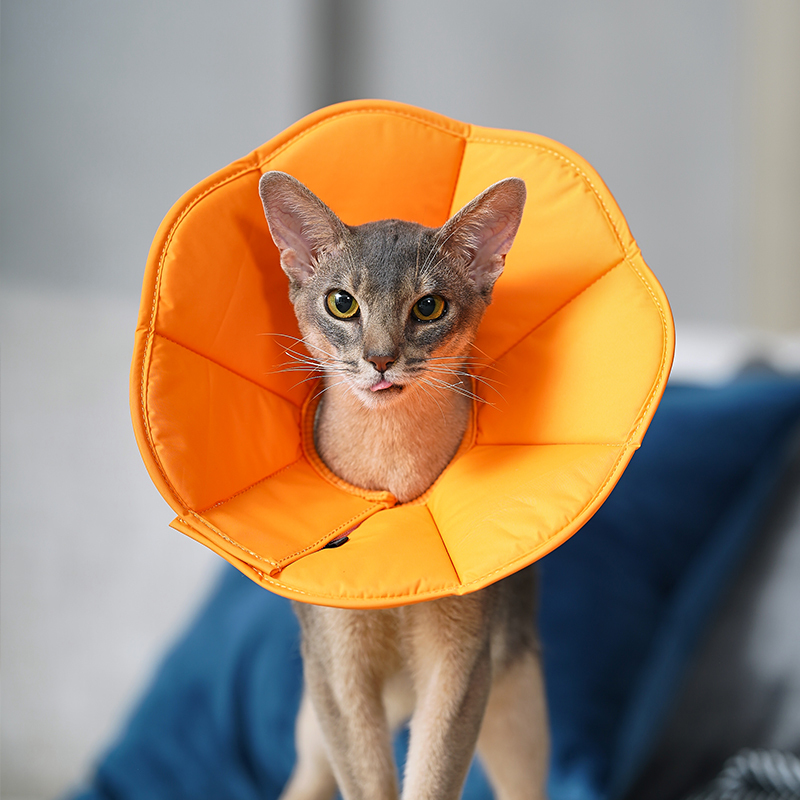 Zooland Elizabethan Collar Pink  (XS/S/M/L)