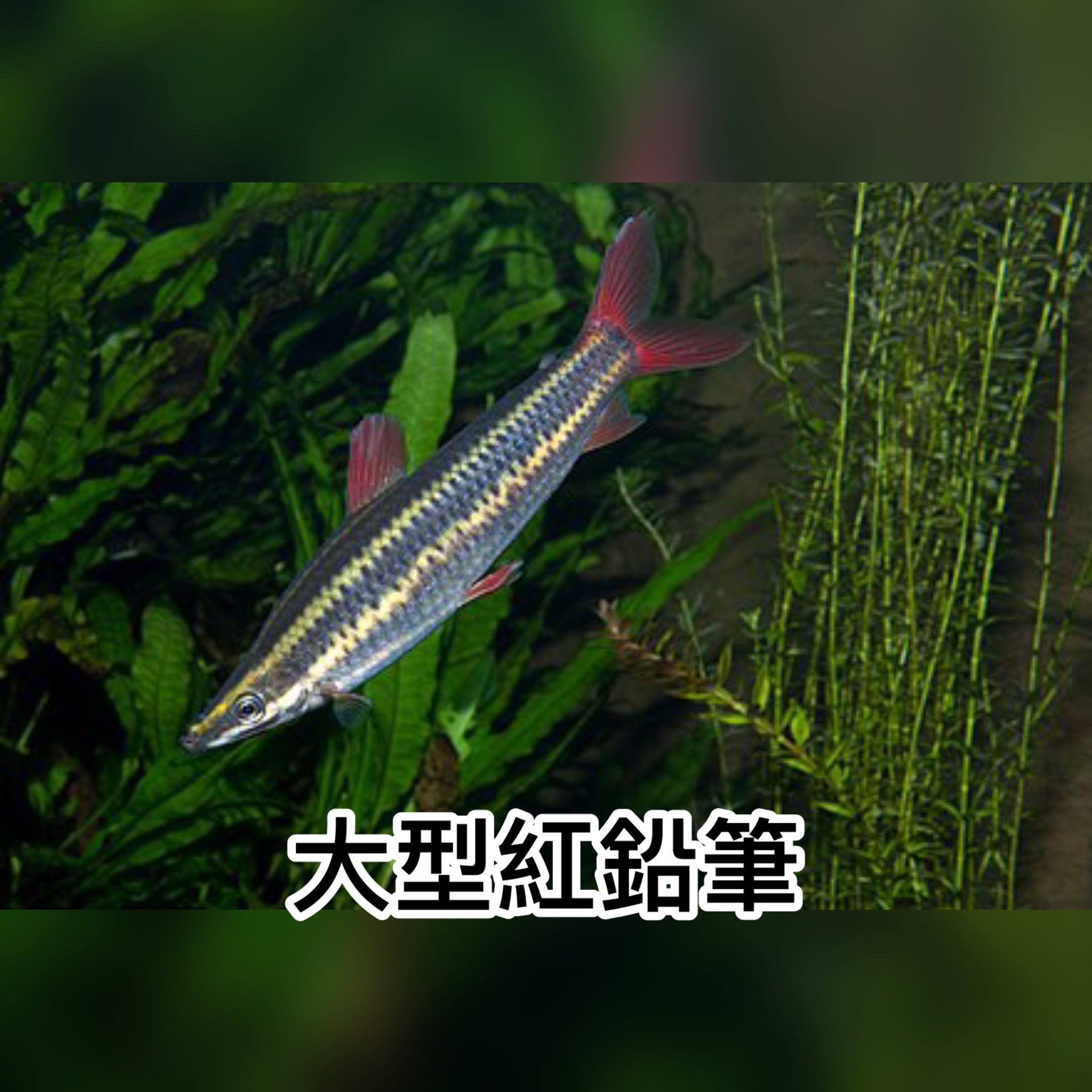 大型紅鉛筆｜Striped Anostomus