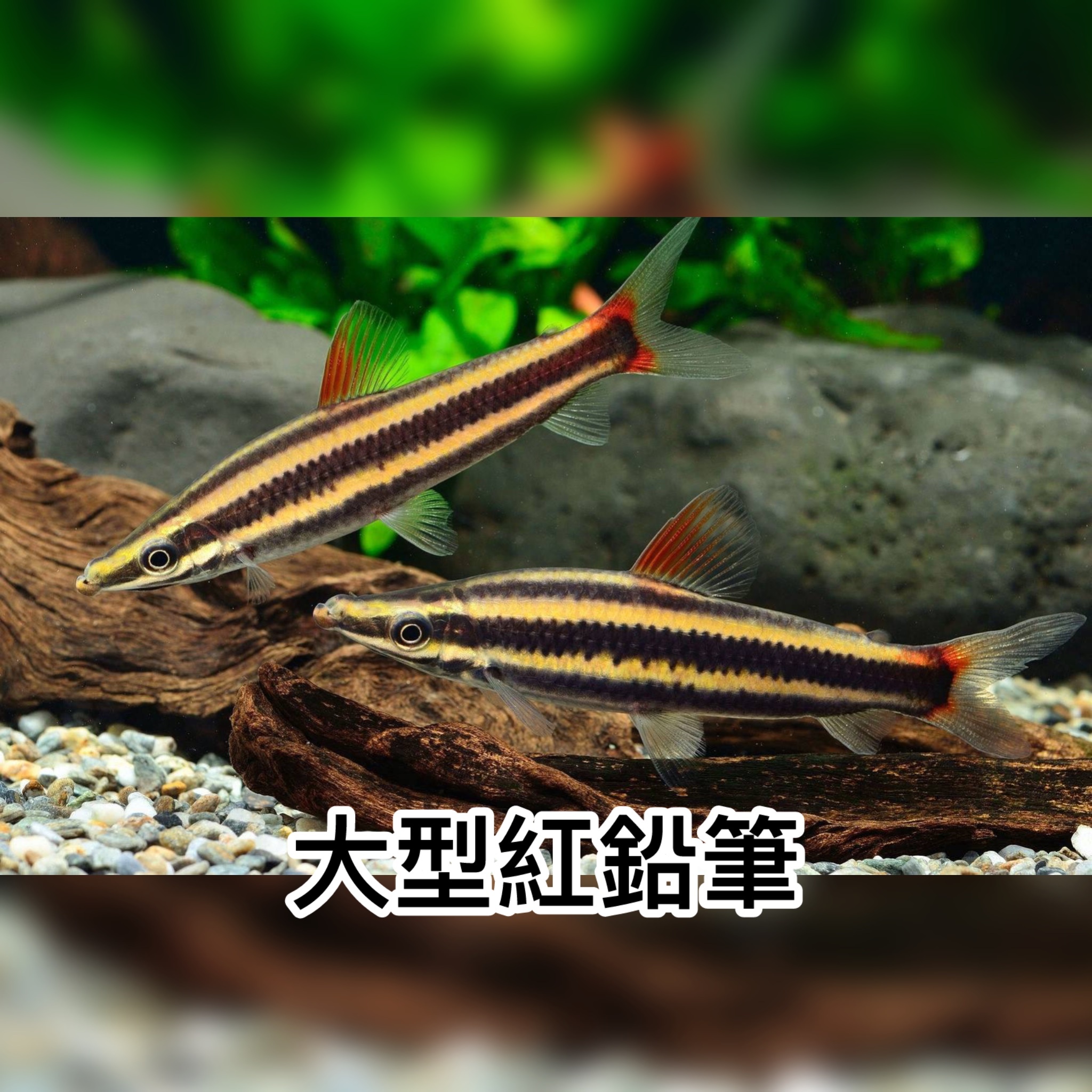 大型紅鉛筆｜Striped Anostomus