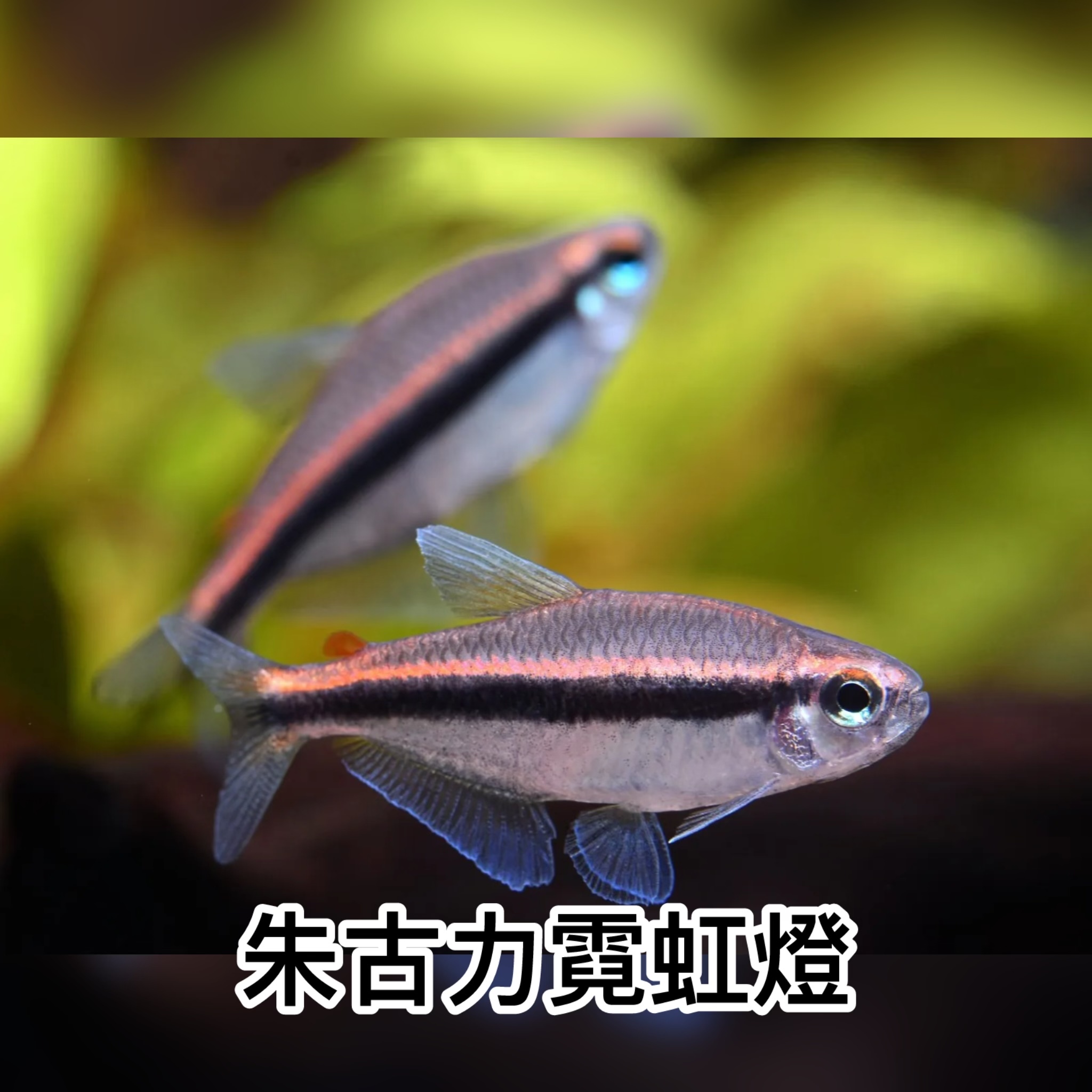 朱古力霓虹燈｜Chocolate Neon Tetra