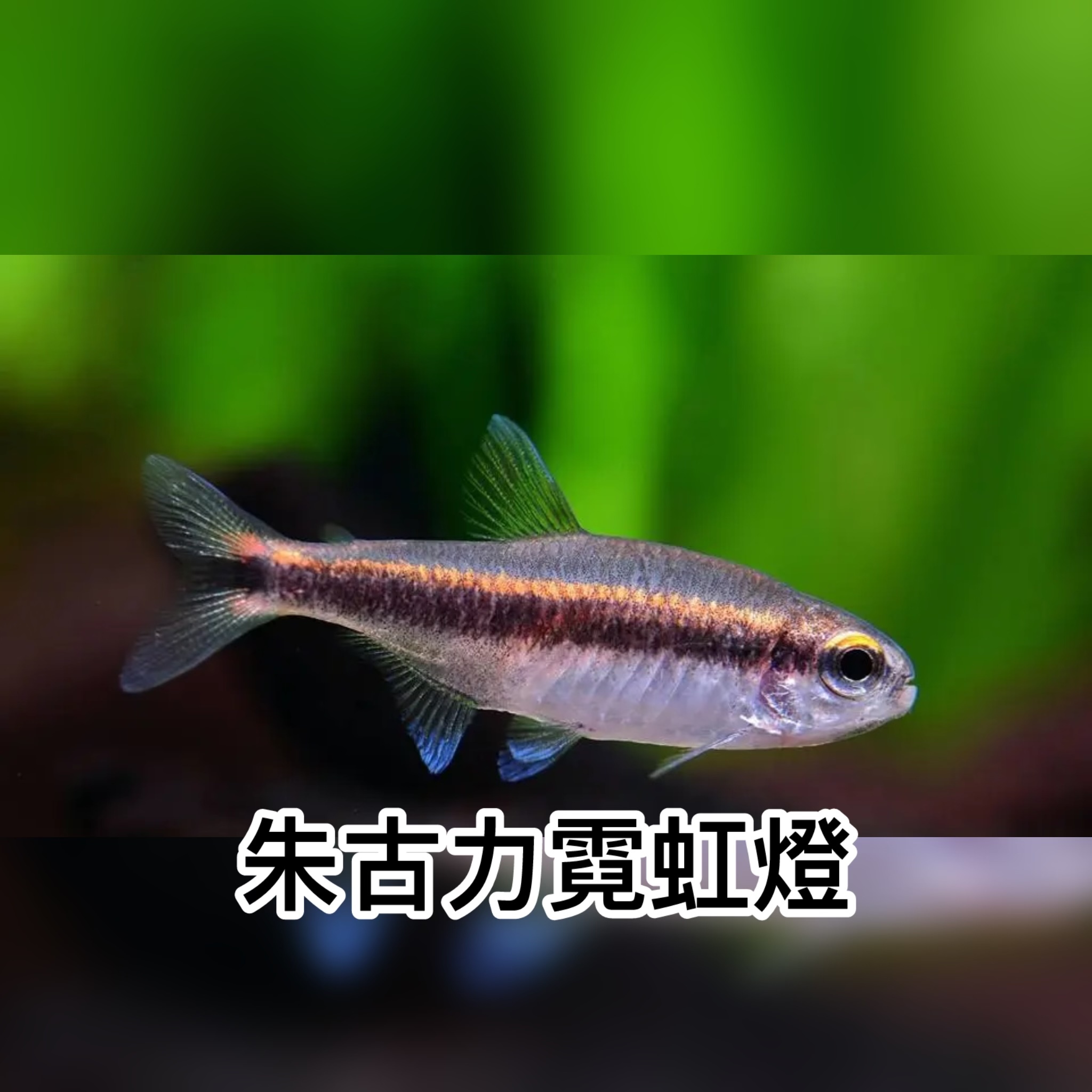 朱古力霓虹燈｜Chocolate Neon Tetra