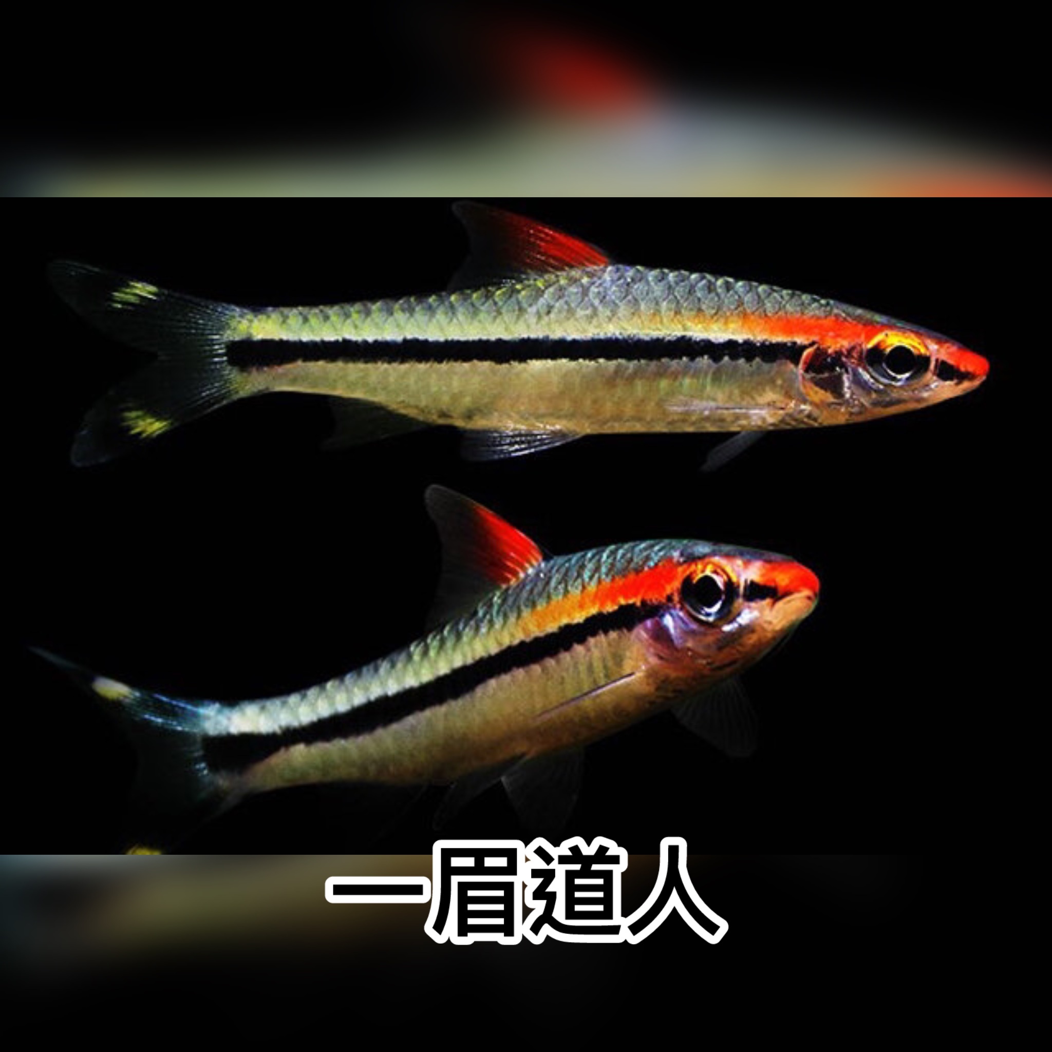 一眉道人｜Denison barb