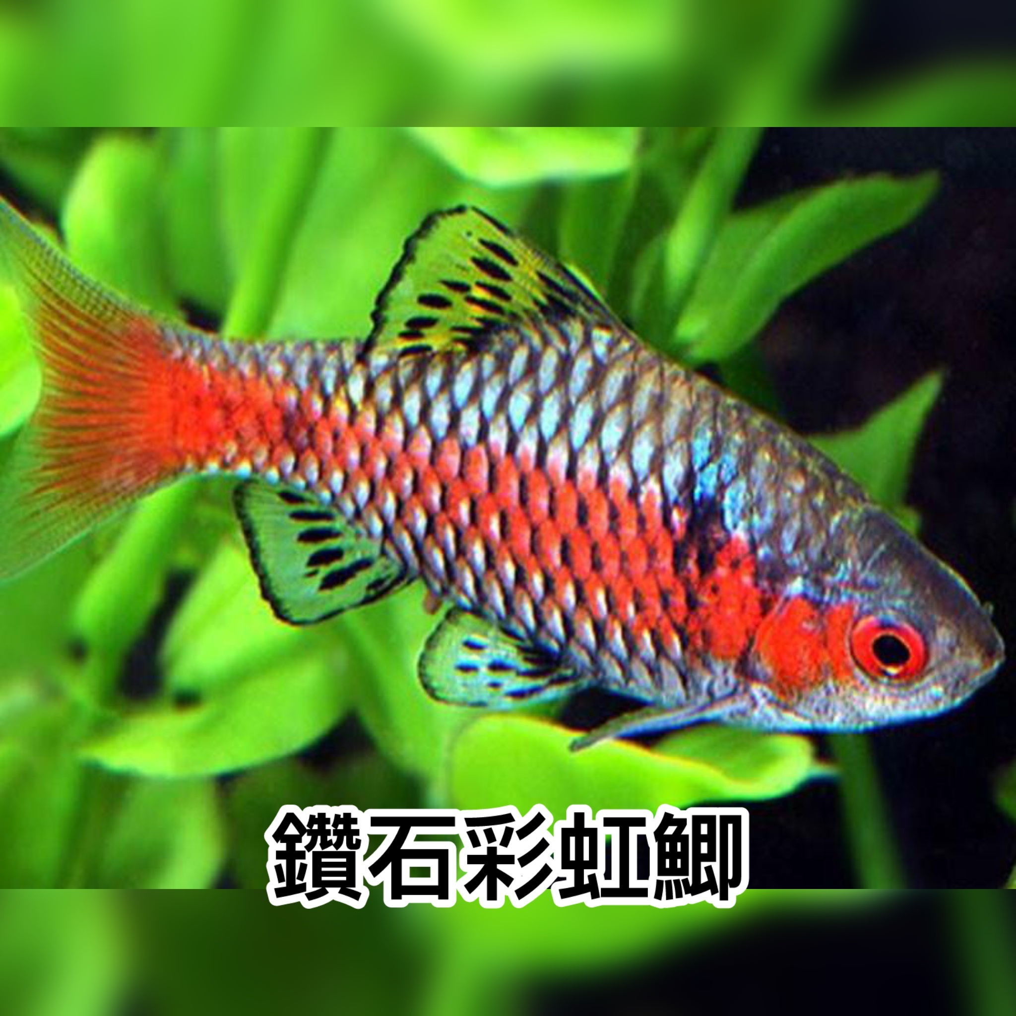 鑽石彩虹鯽｜diamond rainbowfish