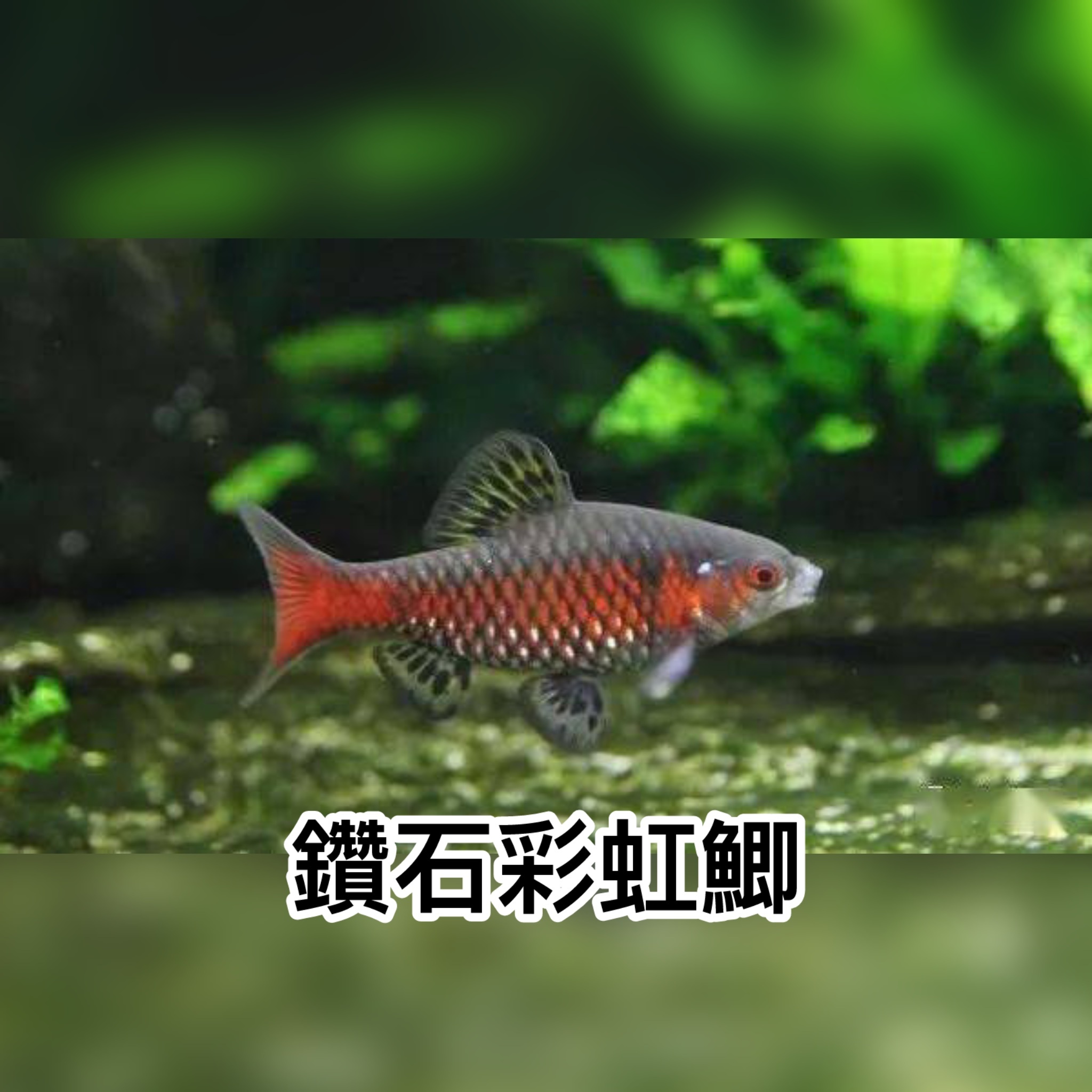 鑽石彩虹鯽｜diamond rainbowfish