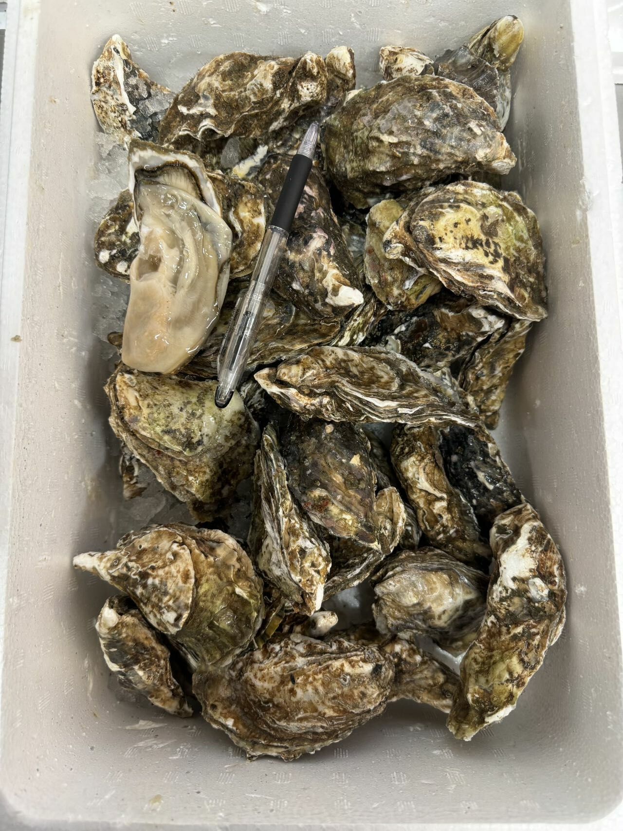 北海道 厚岸 生蠔