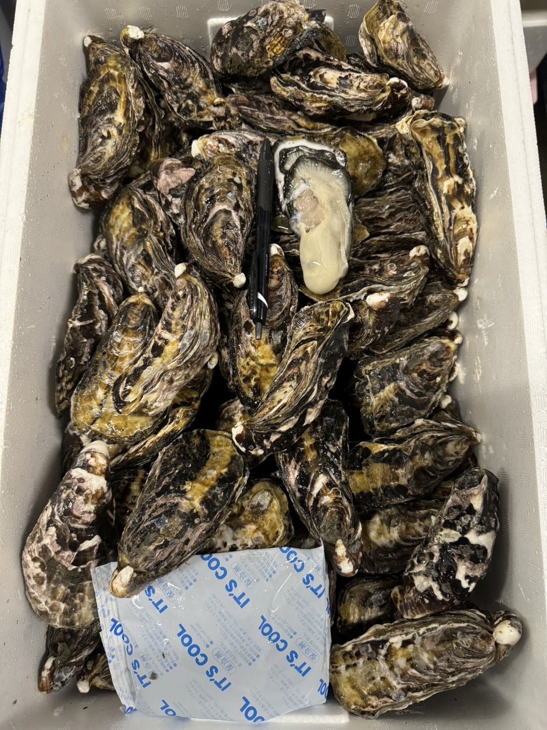 徳島 阿南阿波はじめ牡蠣