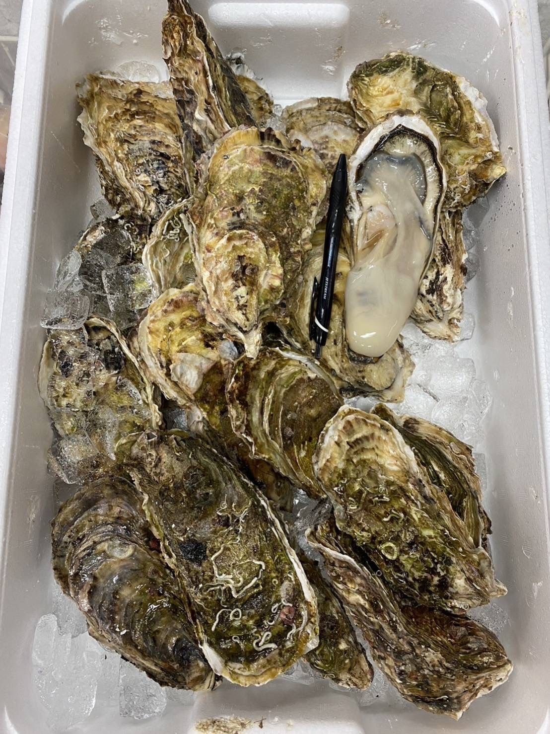 岩手 山田灣 牡蠣