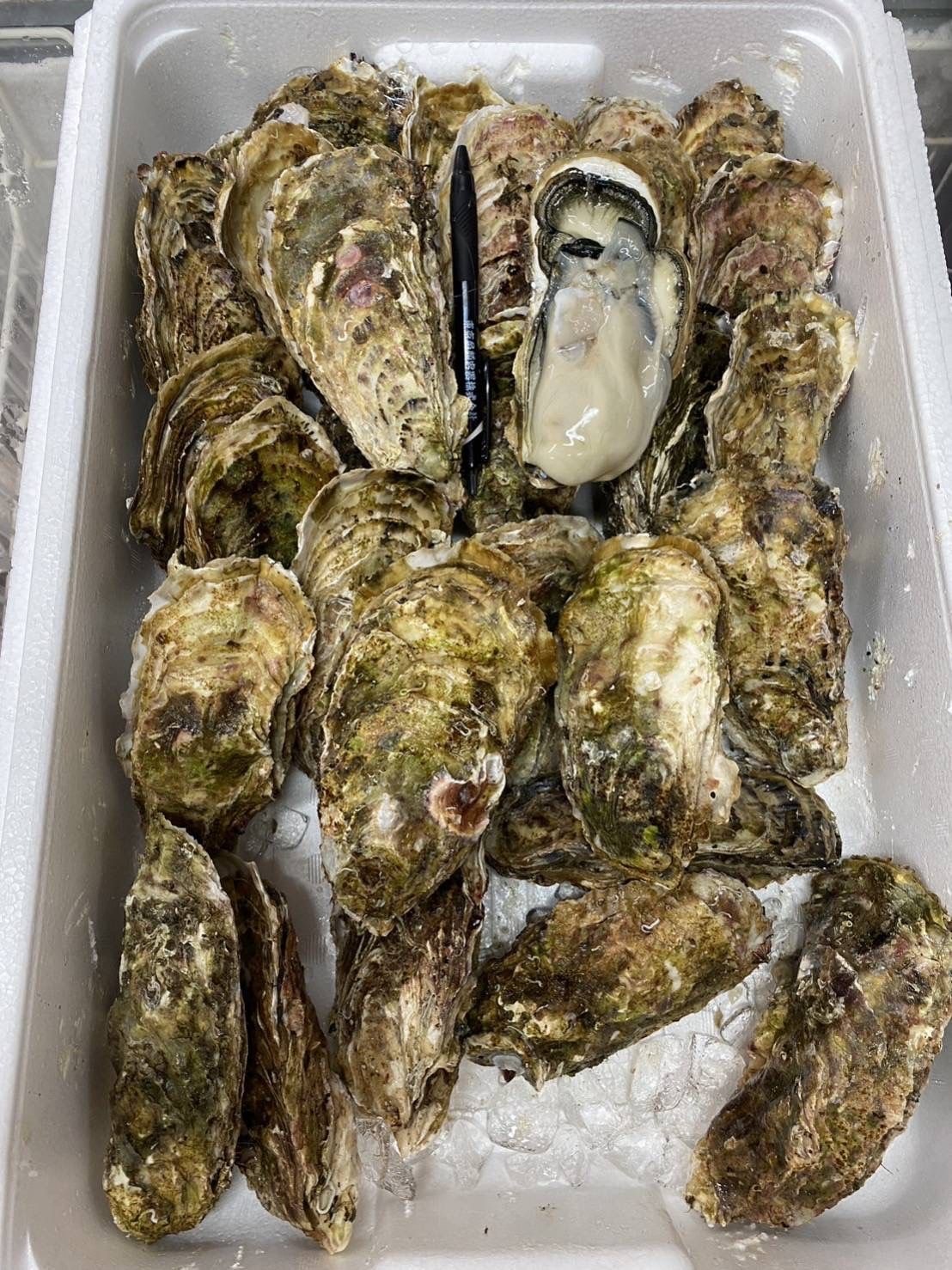 岩手 山田灣 牡蠣