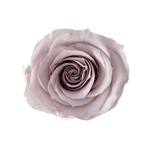 不凋大玫瑰 大地農園 9輪  粉米