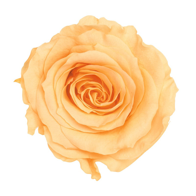 不凋大玫瑰 大地農園 9輪  淡橙