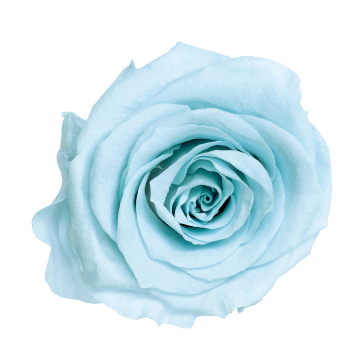 不凋大玫瑰 大地農園 9輪  寶貝藍