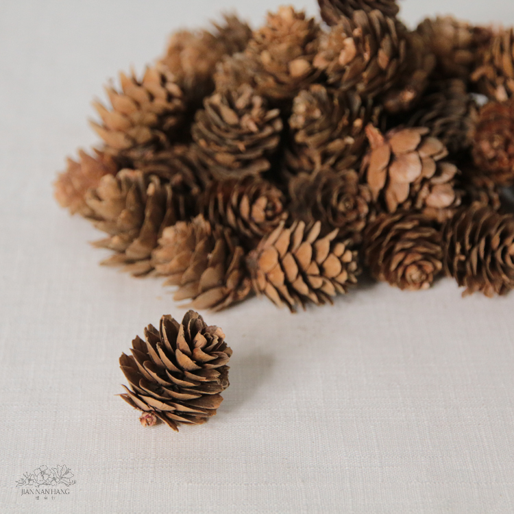 天然素材 大落葉松花
