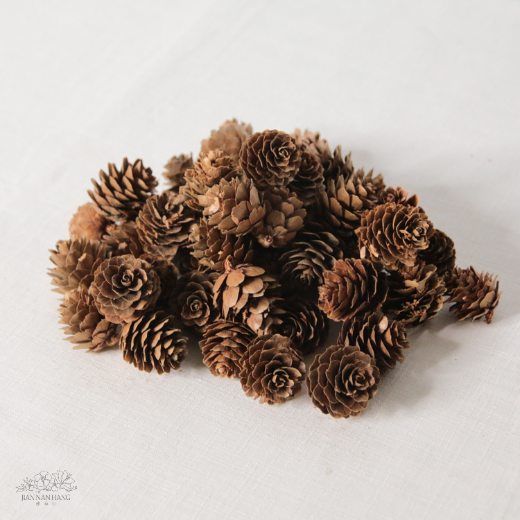 天然素材 大落葉松花