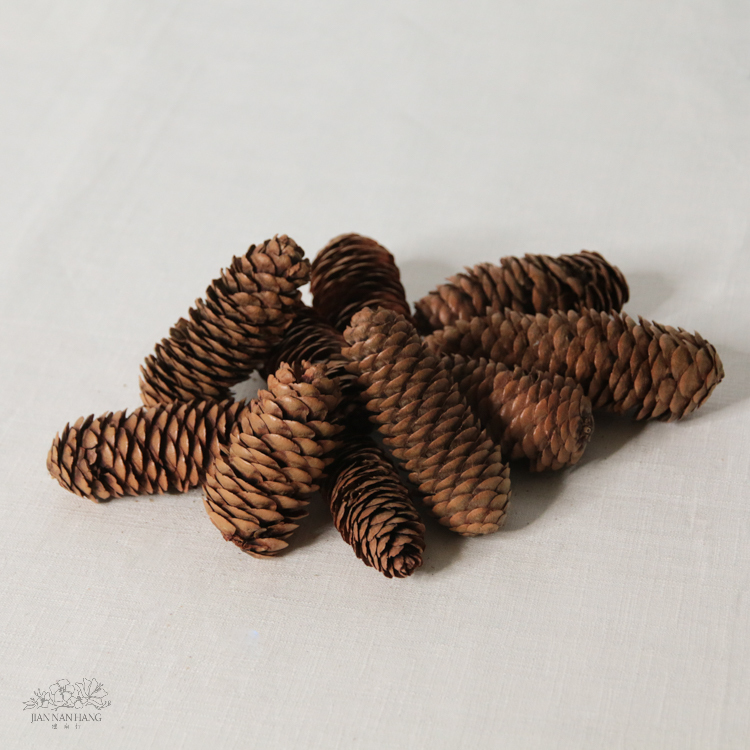 天然素材 長松果