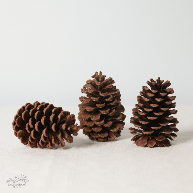 天然素材 美國松果