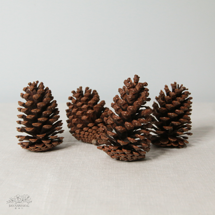 天然素材 美國松果4入 原色