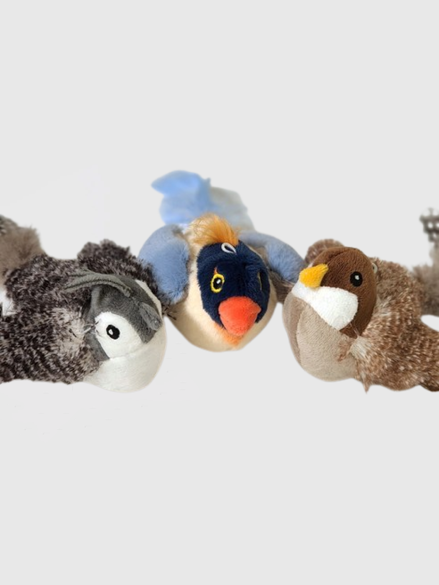 【Petcare】陪伴貓咪的音樂好夥伴 🐦麻雀/山雀/藍鳥